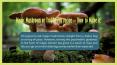 Magic Mushroom Tea Recipe - How to Make It? PowerPoint PPT Presentation
