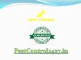 Best Pest Control Company in Delhi- NCR