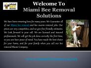 Bee Removal Company in Florida
