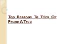 Top Reasons To Trim Or Prune A Tree PowerPoint PPT Presentation