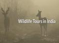 Wildlife tours in India PowerPoint PPT Presentation