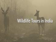 Wildlife tours in India