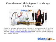 Chameleon and Mule Approach to Manage Job Chaos