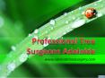 Professional Tree Surgeons Adelaide-Adelaide Tree Surgery PowerPoint PPT Presentation