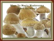 When Do Magic Mushrooms Start Growing?