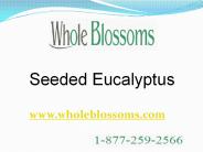 Seeded Eucalyptus - www.wholeblossoms.com (2)