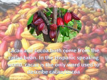Cacao Beans