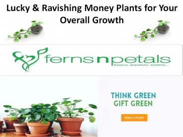 Money Plants for Overall Growth