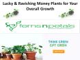 Money Plants for Overall Growth PowerPoint PPT Presentation