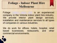 Foliage  Indoor Plants Melbourne
