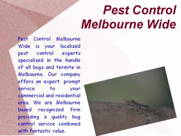 Pest Control Melbourne Wide