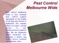 Pest Control Melbourne Wide PowerPoint PPT Presentation