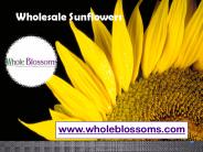 Wholesale Sunflowers - www.wholeblossoms