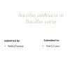 Bacillus anthracis or Bacillus cerus PowerPoint PPT Presentation