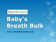 Baby's Breath Bulk - www.wholeblossoms.com