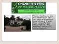 Tree removal company orlando - Advance Tree Pros PowerPoint PPT Presentation