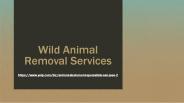 Wild Animal Removal Services