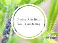 5 ways Ant Help You Gardening PowerPoint PPT Presentation