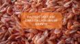 Factors that are essential for shrimp growth PowerPoint PPT Presentation