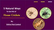 5 Natural Ways to Kill House Crickets