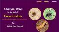 5 Natural Ways to Kill House Crickets (1) PowerPoint PPT Presentation