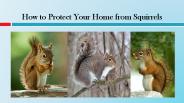 How to Protect Your Home from Squirrels