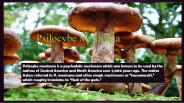 Psilocybe mexicana