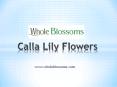 Calla Lily Flowers - www.wholeblossoms.com (1) PowerPoint PPT Presentation