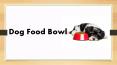 Best food and water bowl for Shih Tzu PowerPoint PPT Presentation