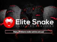 Tips  to Identify some of the Common Brisbane Snake