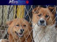 International Pet Transport Service At Aeropets.