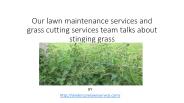Our lawn maintenance services and grass cutting services