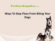 Ways to Stop Fleas from Biting Your Dogs