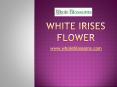 White Irises Flower - www.wholeblossoms.com (1) PowerPoint PPT Presentation