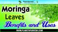 Moringa Leaves (Moringa Oleifera) Benefits & Uses Drumstick Leaves PowerPoint PPT Presentation