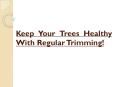 Keep Your Trees Healthy With Regular Trimming! PowerPoint PPT Presentation