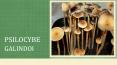 Know About Psilocybe Galindoi - Magic Mushrooms PowerPoint PPT Presentation