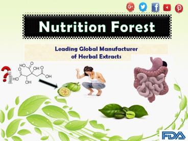 Pure Garcinia Cambogia Extracts