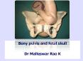 Female Bony Pelvis & Fetal Head PowerPoint PPT Presentation