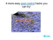 4 more easy pest control hacks you can try!
