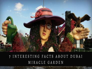 7 interesting facts about Dubai miracle garden