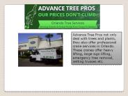 Tree removal services orlando -Advance Tree Pros