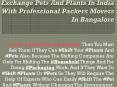 Exchange Pets And Plants In India With Professional Packers Movers In Bangalore PowerPoint PPT Presentation