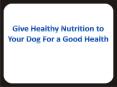 Give Healthy Nutrition to Your Dog for a Good Health PowerPoint PPT Presentation
