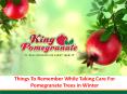 Things To Remember While Taking Care For Pomegranate Trees in Winter Season PowerPoint PPT Presentation