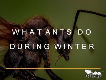 what ants do during winter