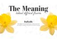 The Meaning Behind Flower Names PowerPoint PPT Presentation