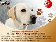 Free Bingo Money – Best Bingo Bonuses Explained