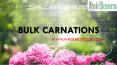 Bulk Carnations - www.wholeblossoms.com PowerPoint PPT Presentation