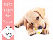 Best Toys for Your Pet Dog